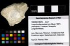 Foto (Objekt + Etiketten) von Longodromites excisus (von Meyer, 1857) 